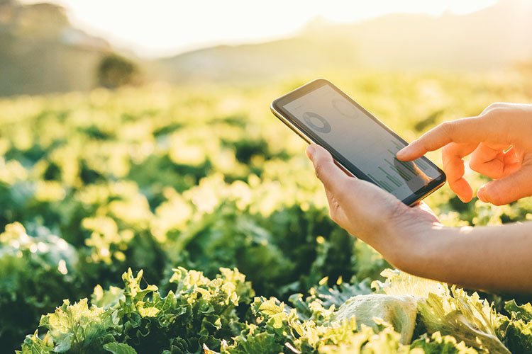 A close up of a person on their phone with a vegetable field in the background. 