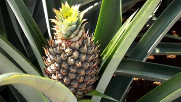 Pineapples: from field to fork